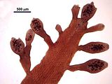 7 – Sori di tetrasporocisti sulle ramificazioni di ultimo ordine
